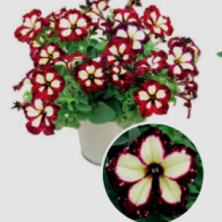 Lightning Sky2_300x300